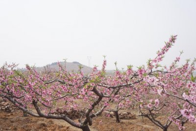 ​颐养桃乡 最美李官