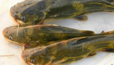 黄辣丁5种最好吃的做法,简单美味又下饭,看看你喜欢吃哪种?