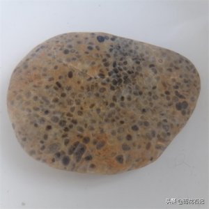 认识雨花石「鱼籽石」