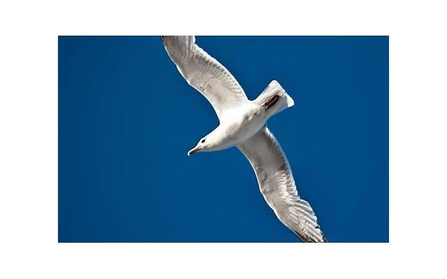 林子大了什么鸟都有的说说 林子大了什么鸟都有的说说