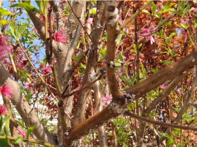 早春“树虱子”上树危害大?一记截杀