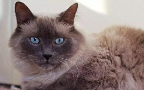 猫咪百科之巴厘猫