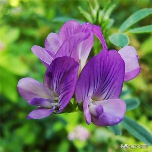 分享图片-漂亮的紫花苜蓿