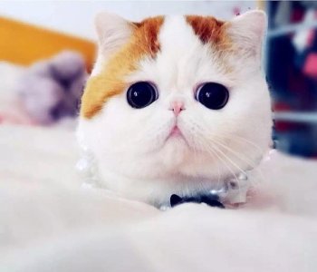 圆脸究竟适合什么样的墨镜?sunglass hut 教你怎样选择