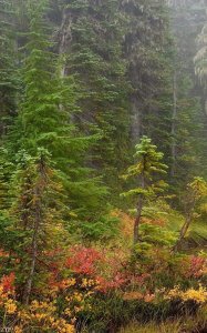 世界级养眼美照