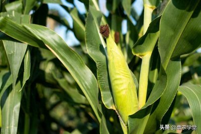 花玉米是转基因的吗?让我们来了解真实情况!