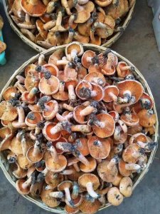 危险的美味!云南常吃的野生菌图鉴,吃菌不迷路!