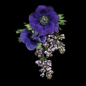 ROSECASSOU 花语笔记银莲花花语