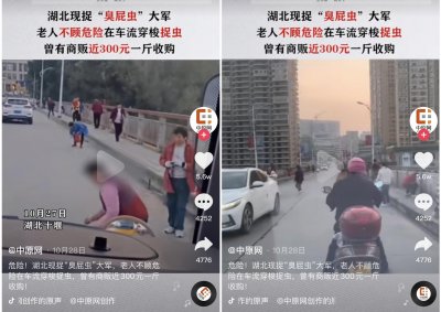 随处可见的“臭大姐”,竟好几百一斤遭疯抢!臭屁虫真的能吃吗?