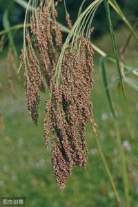 「农作物科普篇」五谷之一:糜子,你知道它是怎样的农作物嘛?
