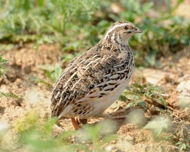 鹌鹑养殖投资多少钱?养鹌鹑利润怎么样?