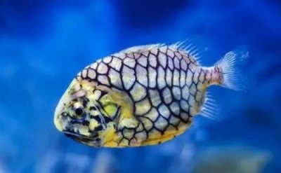 不喜欢喝牛奶多吃蔬菜坚果鱼骨头也补钙