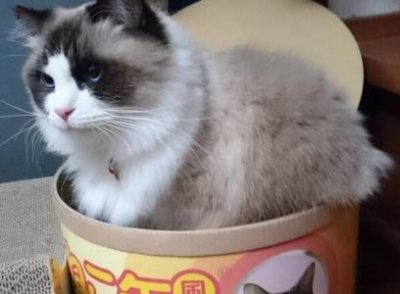 猫咪何时可以配种生小猫?生小猫最好是猫咪第二次发情的时候