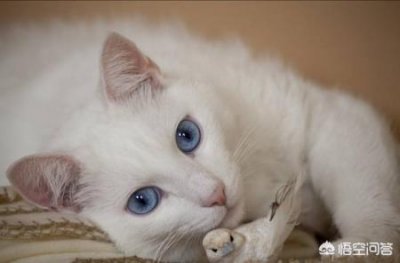 德牧幼犬两个月怎么训