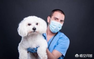 细小病毒狗狗撑过几天可以没事肠炎型狗狗急性肠炎几天能好