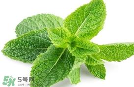 薄荷叶能生吃吗?薄荷叶可以生吃吗 薄荷叶能生吃吗?薄荷叶可以生吃吗