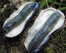 吃猫屎瓜有什么好处?猫屎瓜的功效与作用 吃猫屎瓜有什么好处?猫屎瓜的功效与作用