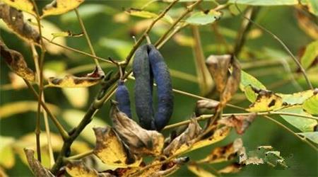 吃猫屎瓜有什么好处?猫屎瓜的功效与作用 吃猫屎瓜有什么好处?猫屎瓜的功效与作用