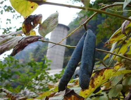 吃猫屎瓜有什么好处?猫屎瓜的功效与作用 吃猫屎瓜有什么好处?猫屎瓜的功效与作用