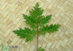 吃青蒿有好处吗?青蒿的功效与作用 吃青蒿有好处吗?青蒿的功效与作用