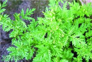 吃青蒿有好处吗?青蒿的功效与作用 吃青蒿有好处吗?青蒿的功效与作用