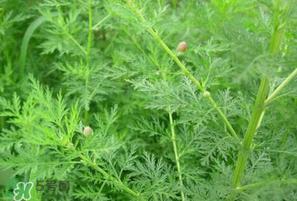 吃青蒿有好处吗?青蒿的功效与作用 吃青蒿有好处吗?青蒿的功效与作用