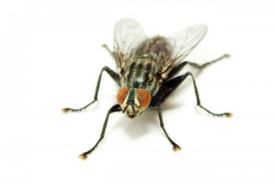 夏天到了你也在为家里的苍蝇而烦恼吗?试试自己做一个祛苍蝇水吧