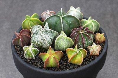 花百科(8):鸾凤玉,这种五角星形状的多肉植物你见过吗?