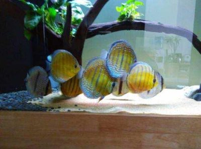 慈鲷科的鱼类到底有哪些呢?