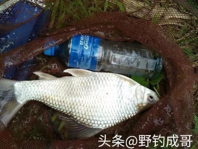 掌握了这些钓土鲮技巧,每次都能爆护