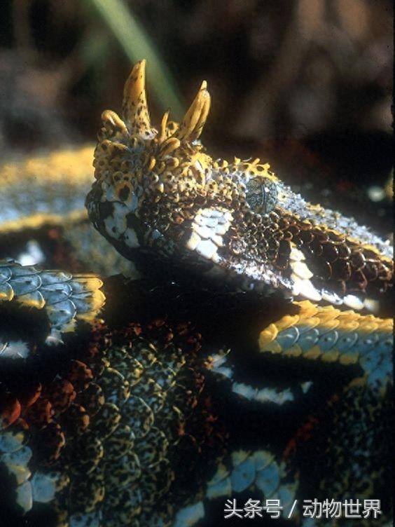 色彩斑斓的剧毒蛇类-犀咝蝰