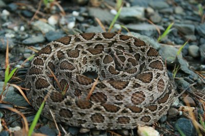 ​都说圆斑蝰蛇是最缺德的蛇，其毒性堪比“五步蛇”，真相究竟如何