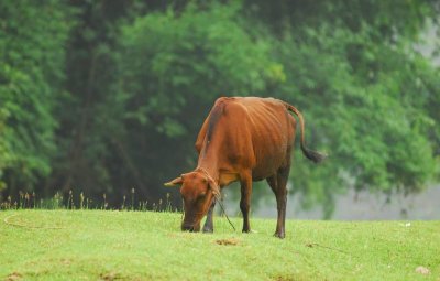 ​牛吃多了胀气怎么办？牛胀气最快的治疗方法，养殖户快来收藏