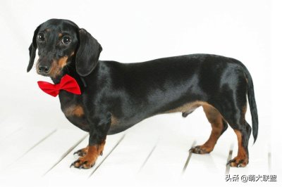 ​狗界“最短腿”-腊肠犬