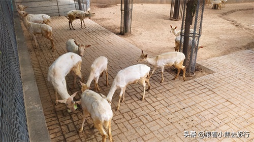 洛阳王城动物园，豫西地区最大的动物园