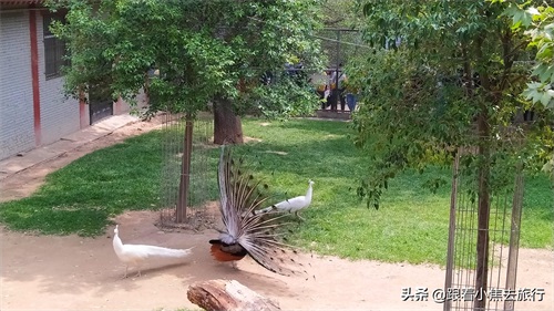 洛阳王城动物园，豫西地区最大的动物园