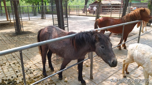 洛阳王城动物园，豫西地区最大的动物园