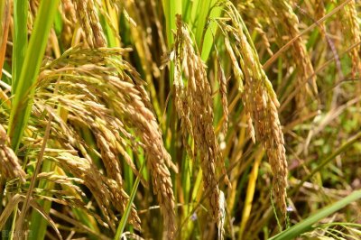 猪粪的用途与价值