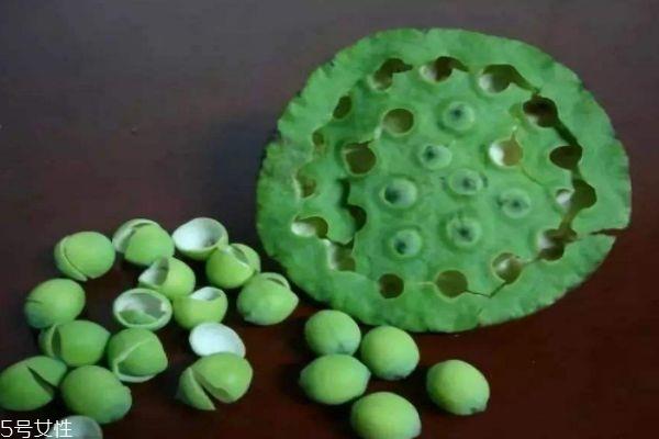 莲蓬生长在水里吗 莲蓬一般什么季节成熟呢 莲蓬生长在水里吗 莲蓬一般什么季节成熟呢