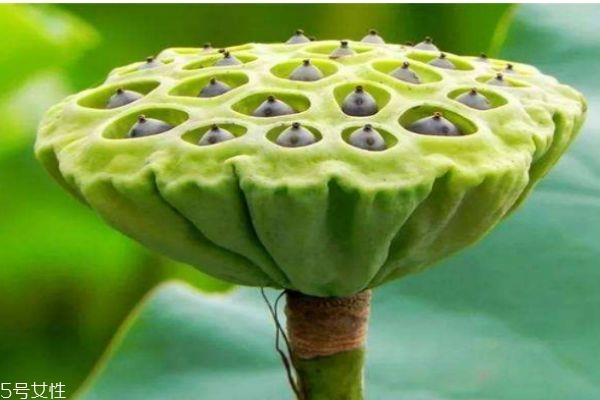莲蓬生长在水里吗 莲蓬一般什么季节成熟呢 莲蓬生长在水里吗 莲蓬一般什么季节成熟呢
