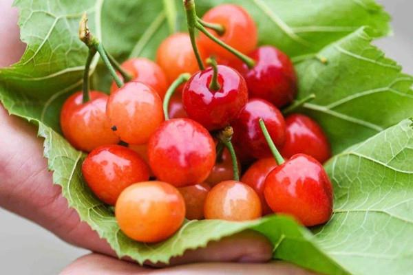 樱桃是什么味道 樱桃吃了会上火吗