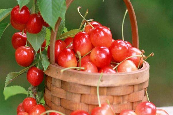樱桃是什么味道 樱桃吃了会上火吗