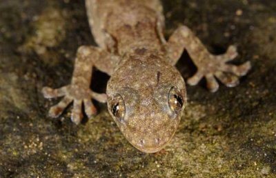 壁虎会不会爬到床上 壁虎咬了怎么办才好