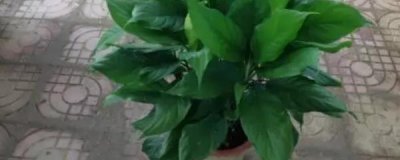 耐阴的室内植物有哪些