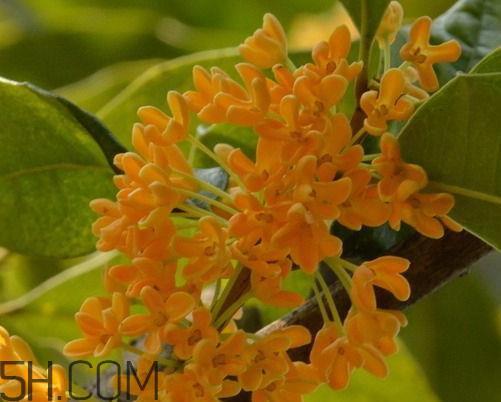 金桂可以吃吗 金桂怎么吃 金桂可以吃吗 金桂怎么吃