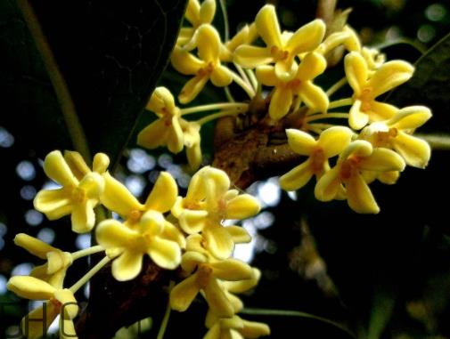 金桂可以吃吗 金桂怎么吃 金桂可以吃吗 金桂怎么吃