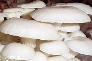 平菇发霉了还能吃吗 建议不要食用 平菇发霉了还能吃吗 建议不要食用