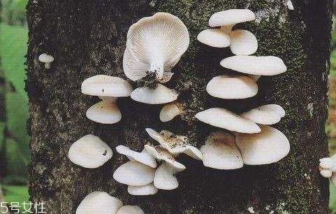 平菇发霉了还能吃吗 建议不要食用 平菇发霉了还能吃吗 建议不要食用