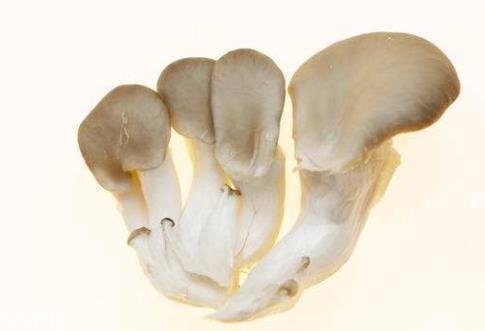 平菇发霉了还能吃吗 建议不要食用 平菇发霉了还能吃吗 建议不要食用