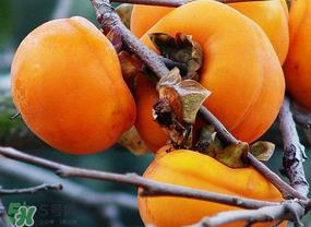 柿子什么季节成熟?柿子什么时候吃最好? 柿子什么季节成熟?柿子什么时候吃最好?